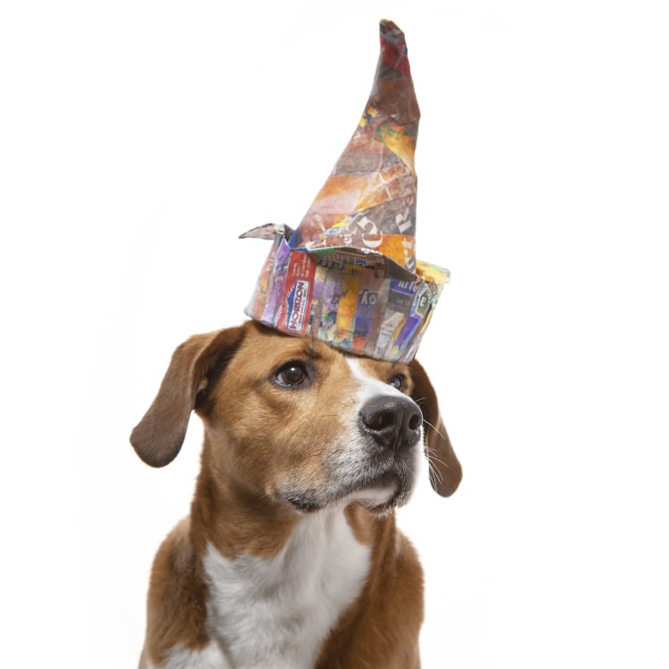 Photo of a Boggle dog (Boxer Beagle mix) wearing a colorful dunce cap modeled after Pablo Picasso's "the Fool"