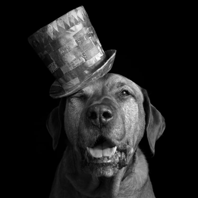 Black and white dog photo featuring an Italian mastiff in tophat featuring lots of interesting textures and triangle patterns.