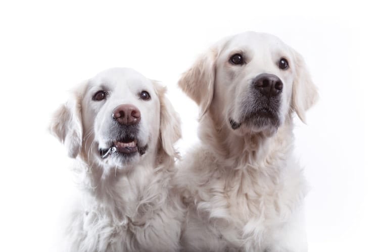 A cute portrait of two happy looking Golden Retrievers photographed against a white background at a dog friendly photo studio