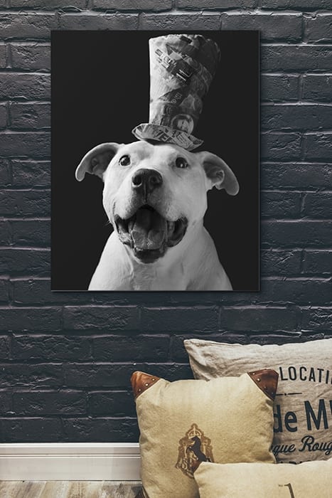 Cute black and white photo of a white pit bull terrier wearing a funny little top hat.