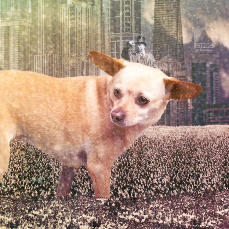 Chihuahua picture, featuring a surreal almost dreamlike scene.