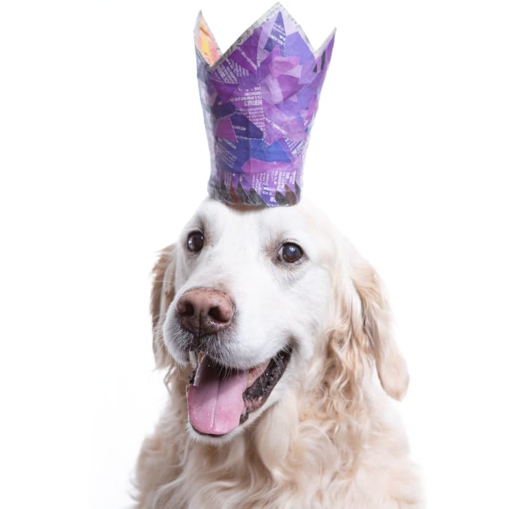 Dog photography of English Golden wearing purple crown in celebration of Easter