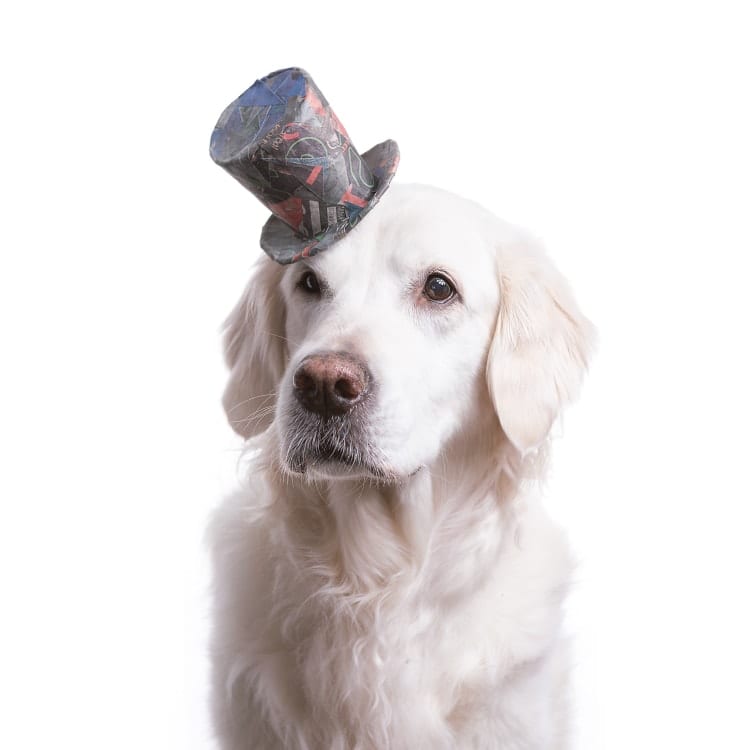 dog photography golden wearing a short paper top hat