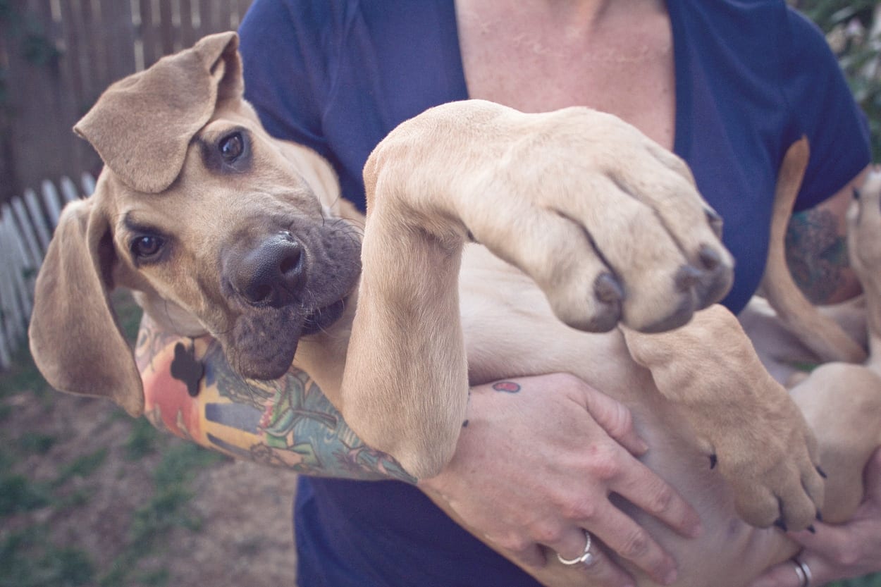 Cute picture of a Great Dane puppy being held by a tattooed dog mom with a full sleeve outside in their fenced in backyard in Baltimore, Maryland near Waverly.