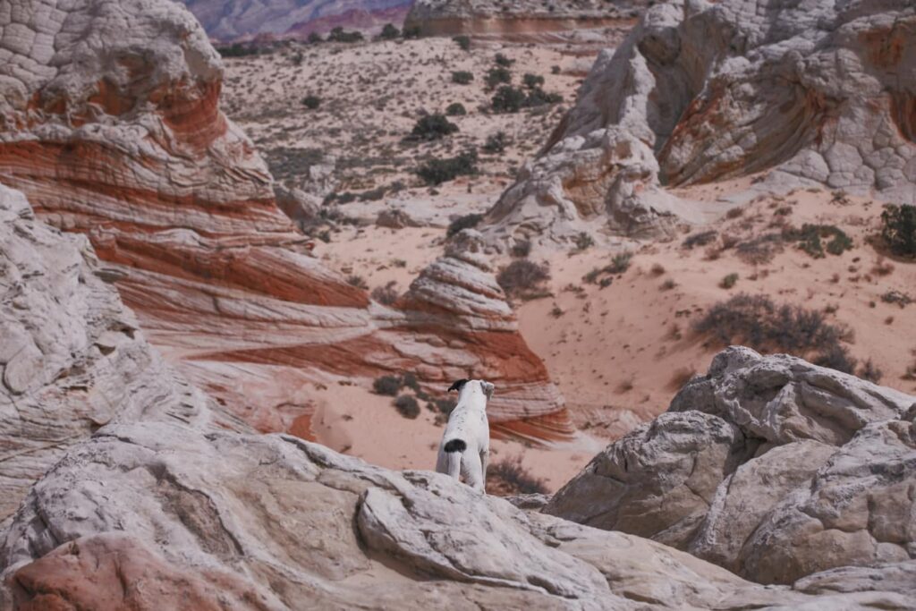 Photo of a cute dog over looking Arizona desert in the Vermilion Cliffs National Park.