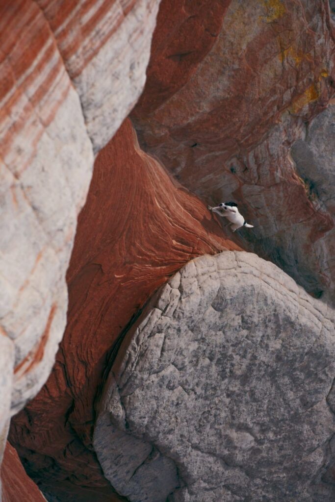 A rescued res dog running up the Worm located next to White Pocket in the Vermilion Cliffs National Park in Arizona.