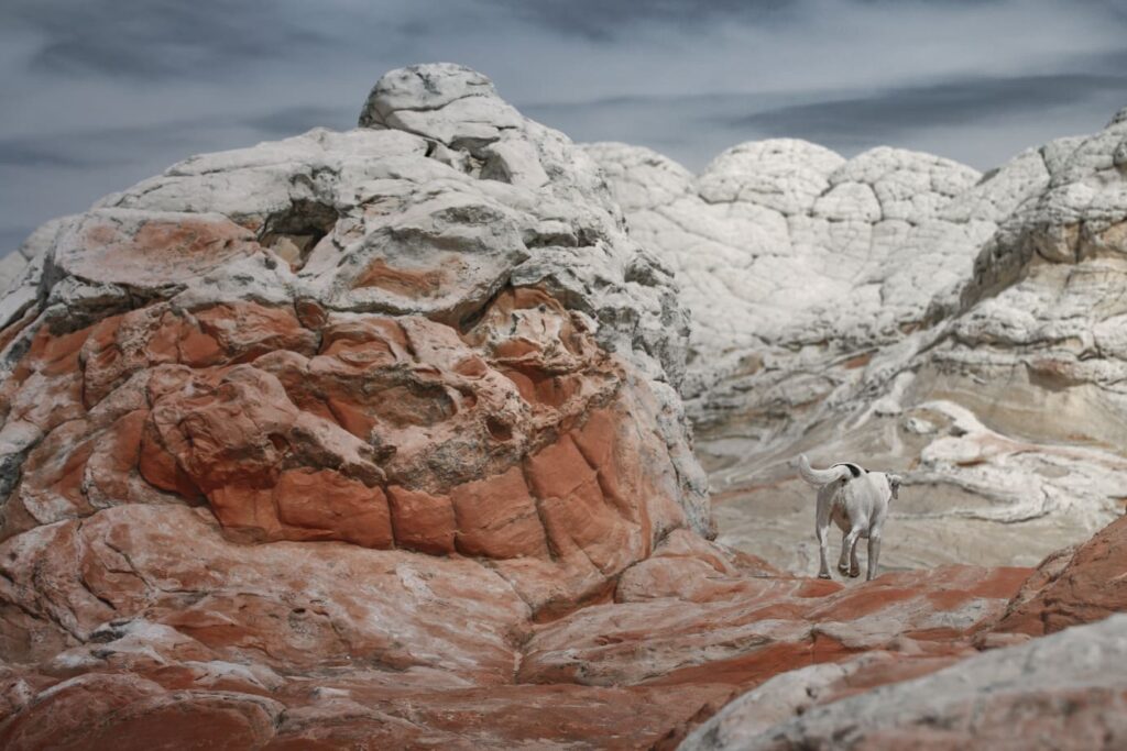 Photo of a cute dog walking past a giant rock that looks like a toothy skull at White Pocket in Vermilion Cliffs National Park.