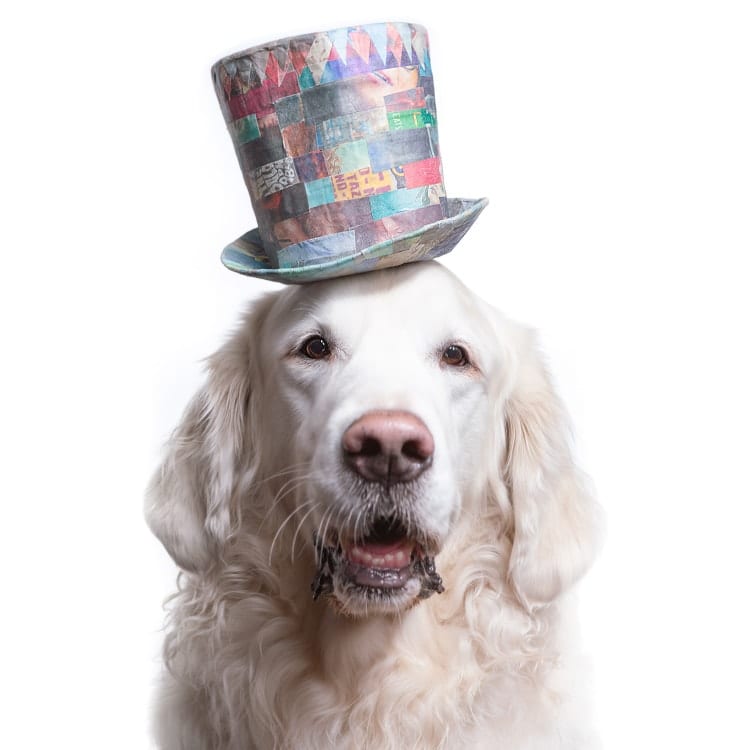 dog photography golden wearing a large top hat