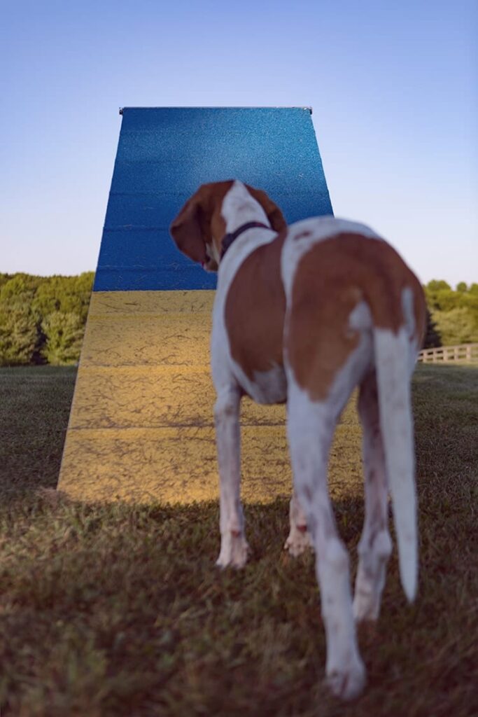 Photo of a fox hound looking at agility training A-frame obstacle.