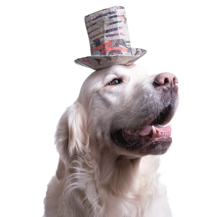 cute dog picture of an English Godlen Retriever wearing a striped multi colored stetson hat made out of papier mache.