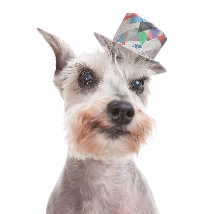 Photo of an adorable Miniature Schnauzer senior puppy wearing a little wide brimmed hat made out of colorful scraps of news print and recycled paper materials.