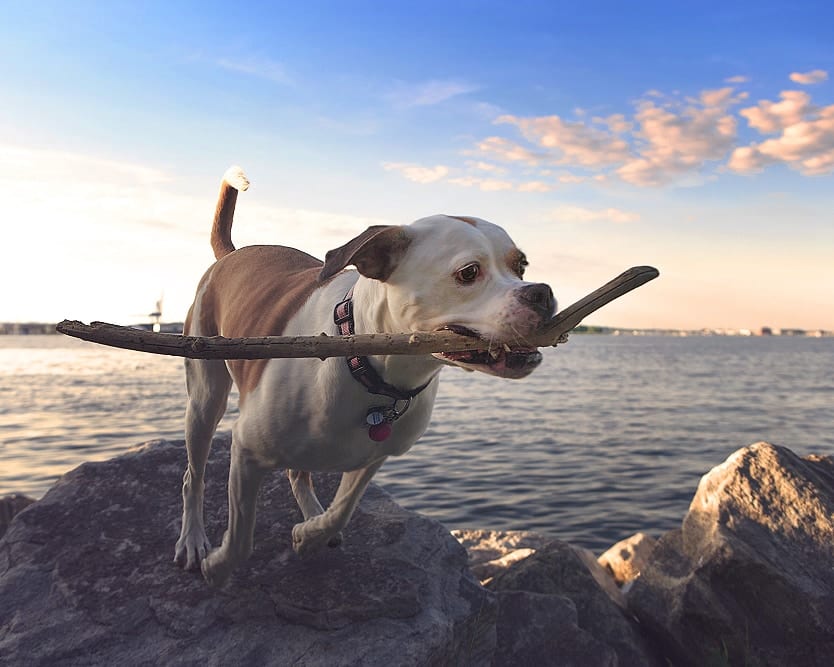 Action shot photo of a cute American Bulldog Terrier running along the Baltimore Inner Harbor at the Canton Waterfront Park. This photo was captured by the professional dog photographers at the Puptrait Studio in Hampden and is featured in a tutorial teaching aspiring pet photographers how to photograph running dogs like a pro.