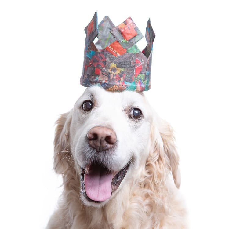 dog photography golden wearing a crown made from colorful scraps of paper