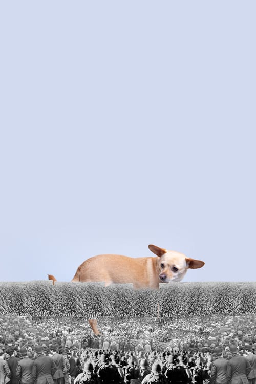 Gobelin Kissen Chihuahua Portrait 