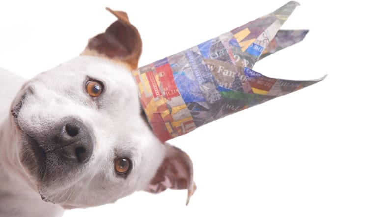 Fun sideways photo of a white American bully puppy wearing a cute blue and red crown made from upcycled newspaper.