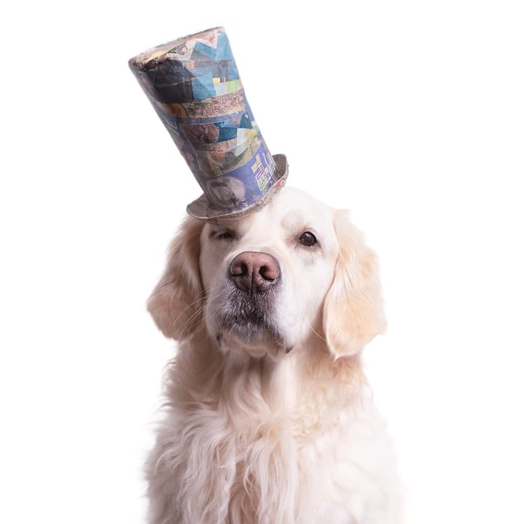 Adorable photo of a senior Golden retriever wearing a blue top hat at a jaunty angle.