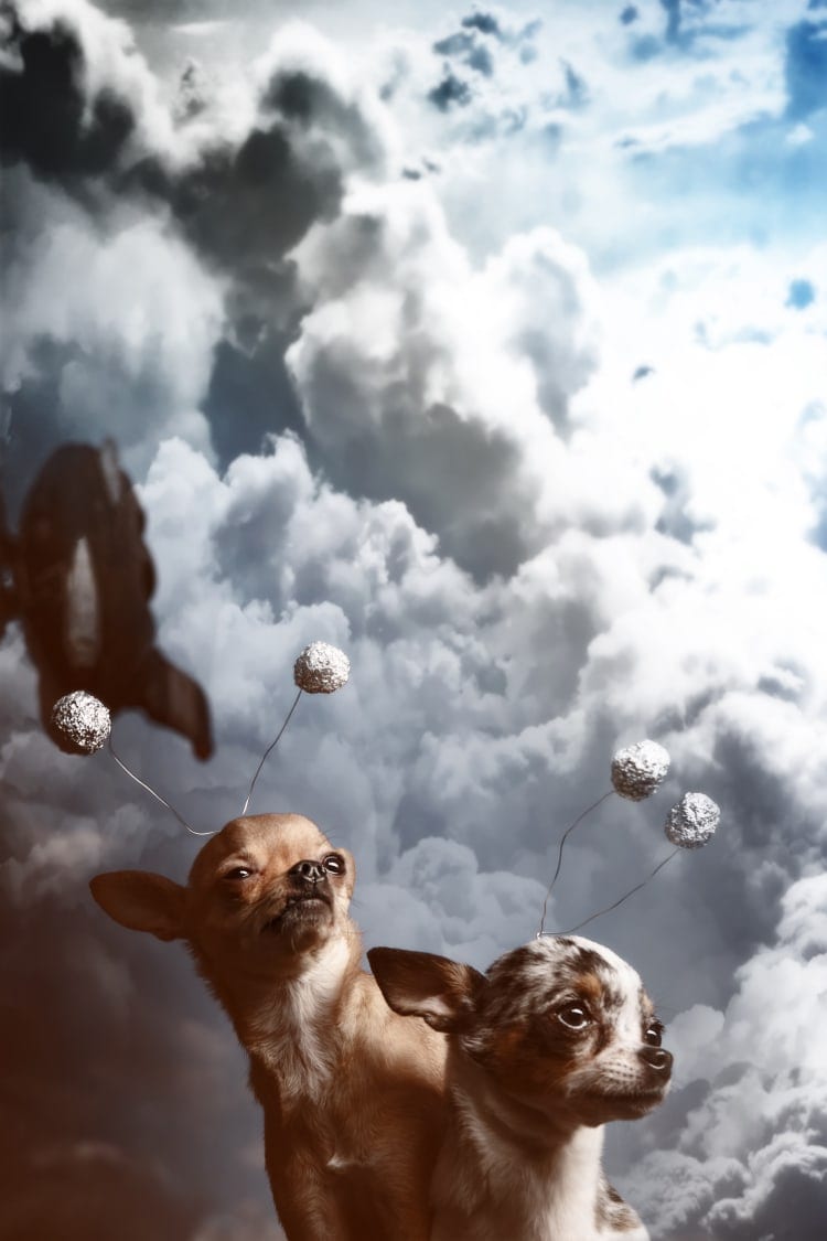 Commercial pet photography royalty free stock image featuring space Chihuahas infront of a smoking rocket cloud plume.