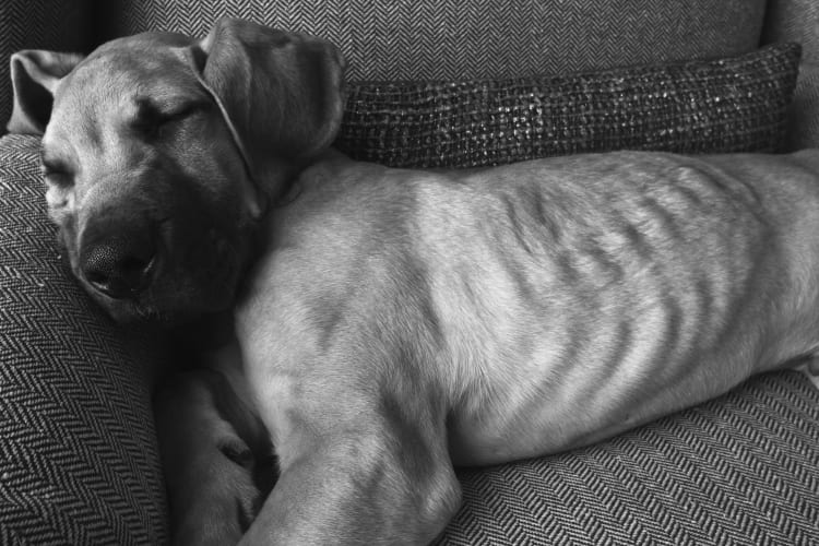 Photo of a Great Dane puppy sleeping on an over stuffed chair.