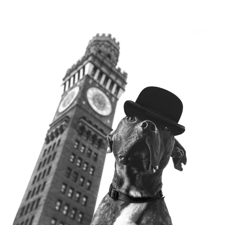 We Call it the Monocle - Portraits of Your Pets in a Top Hat & Monocle –  Iconic Paw