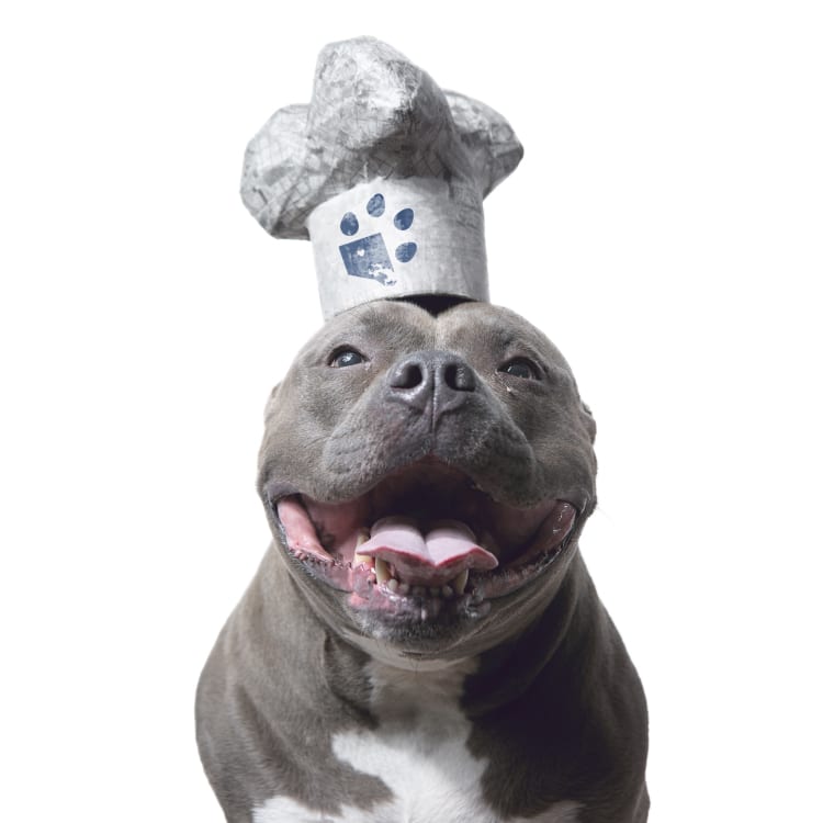 Photo of a smiling blue pit bull rescue dog wearing a white chef's hat