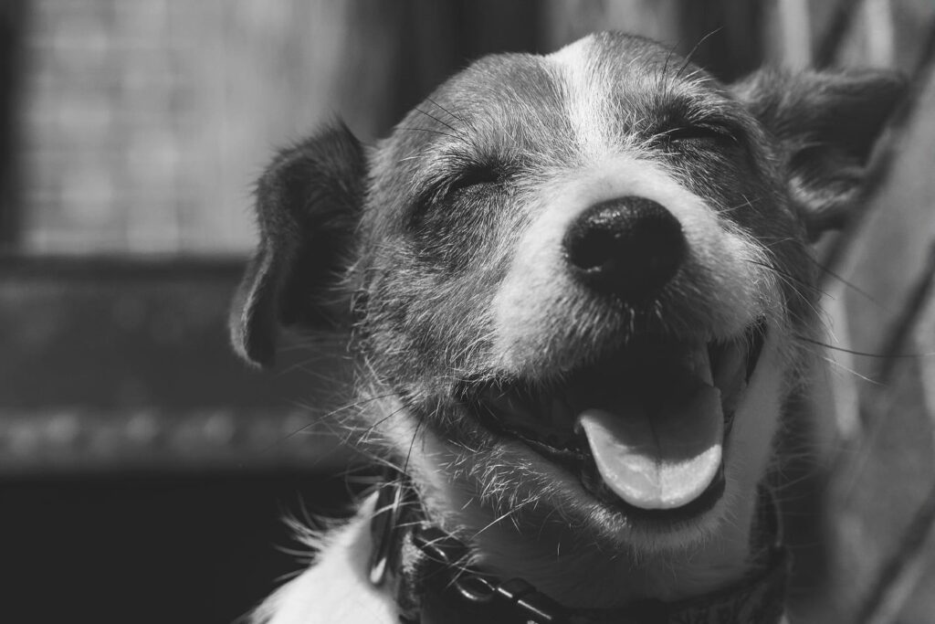 Photograph of a cute smiling Jack Russell Terrier shot on a Canon Rebel t3i and 85mm