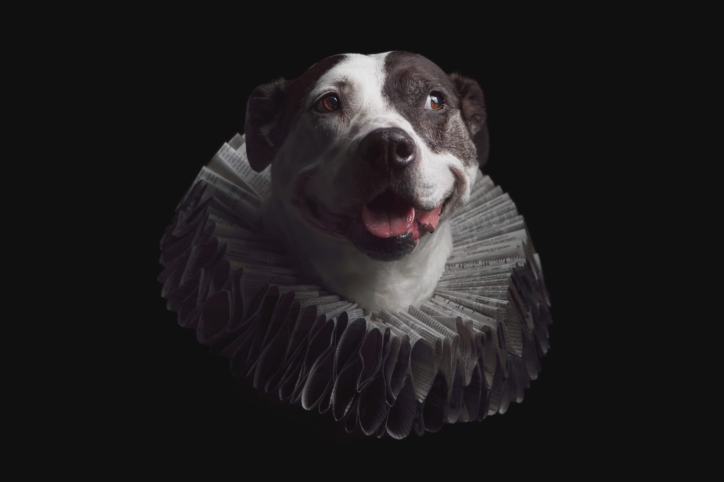 Dog photography portrait captured with a studio lighting setup.