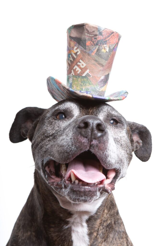 Creative portrait of a senior brindle American Pit Bull Terrier wearing a colorful top hat made from upcycled scraps of paper. 