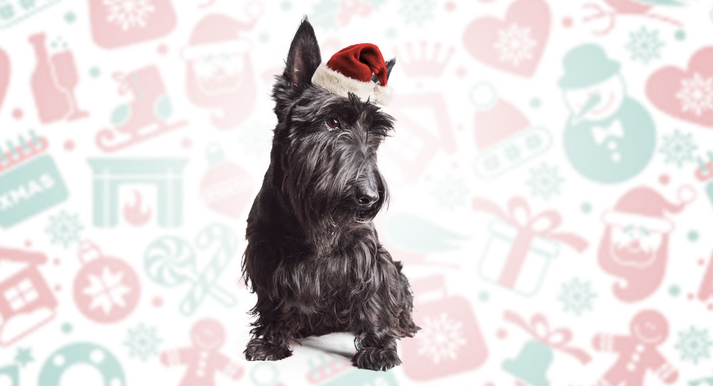 A black Scottish Highland Terrier wearing a cute red felt Santa cap in front of a festive background.