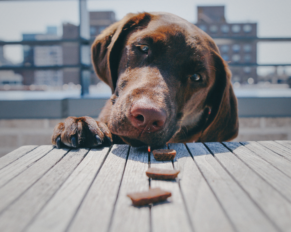 A Chocolate Labrador Retriever enjoying a few Jiminy's Cricket Protein Treats on a sunny day.