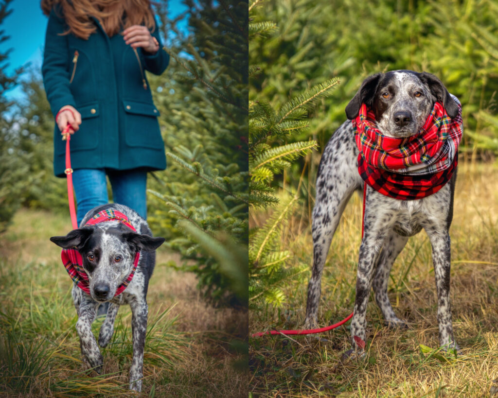 Photo of a red tartan twisted scarf for dogs by DogVenture gear -- an independent dog gear company based out of Baltimore, Maryland.