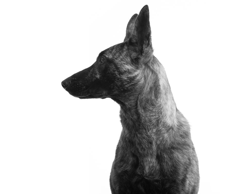 Black and white profile photo pet portrait of a regal Belgian Malinois dog captured against a white seamless background at the Puptrait Studio in Baltimore, Maryland.