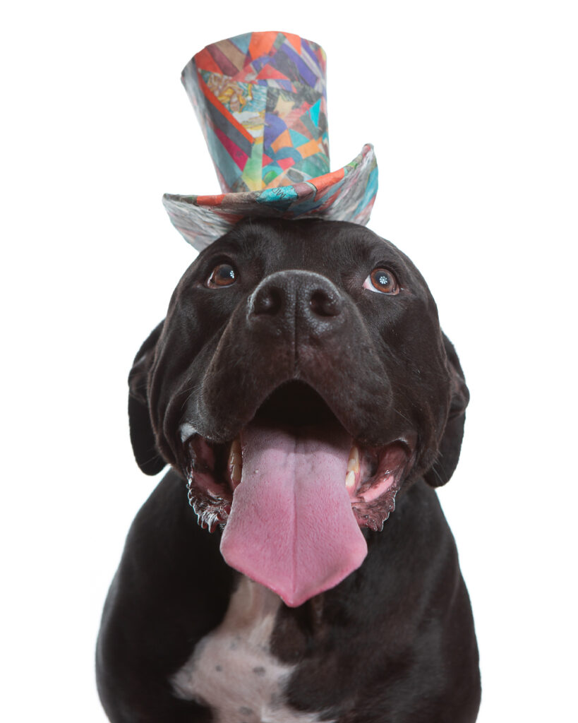 Photo of a Black Labrador Retriever mix wearing a colorful orange and blue top hat. This custom pet portrait was photographed at the Puptrait Studio in Baltimore, Maryland.