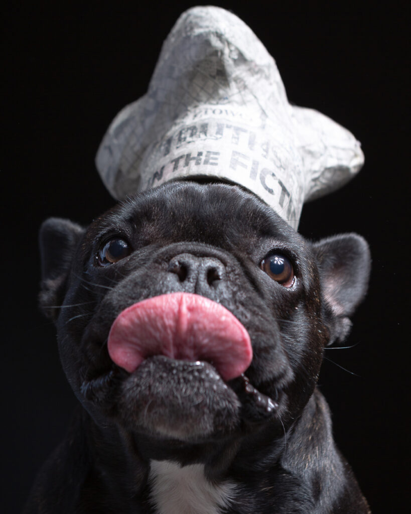 Pet portrait of a black Boston Terrier wearing a white chef hat that reads, "THE TRUTH IS IN THE FICTION" from the Puptrait Studio's signature dog portrait series, Paper Hats. 