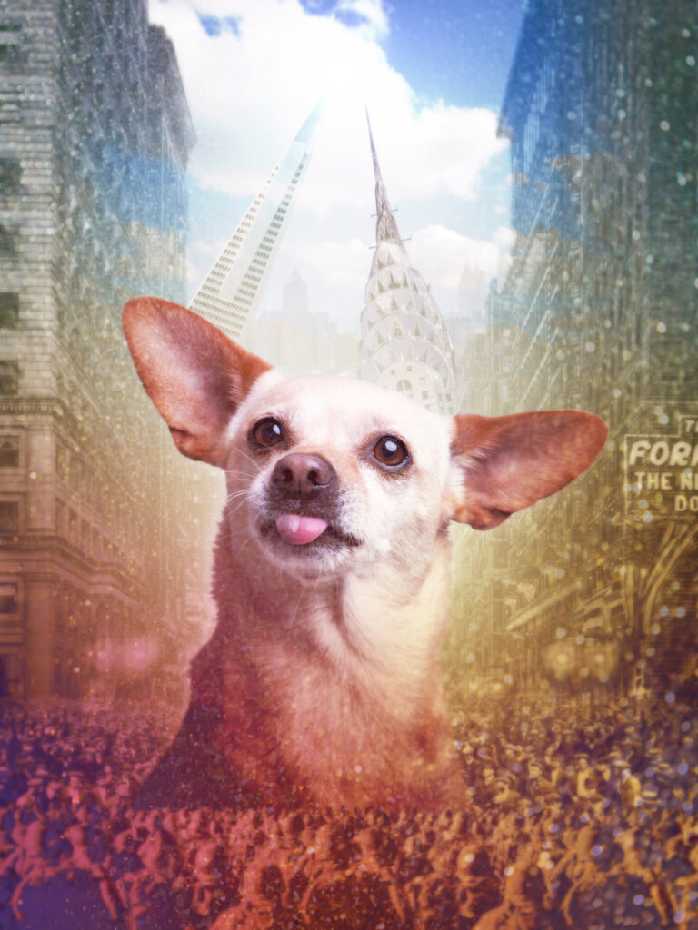 Surreal custom made pet portrait from a photo featuring a giant Chihuahua peeking out from a crowded cityscape. 