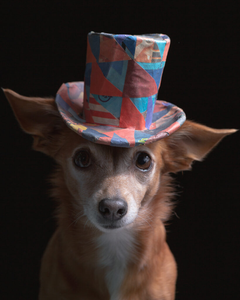 Adorable pet portrait photo of a fox like small breed house mix wearing a colorful paper hat. 