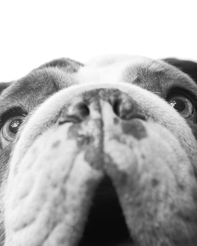 Close up pet portrait of an English Bulldog mugging the camera. Photographed at the Puptrait Studio in Baltimore, Maryland. 