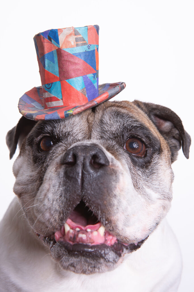 Custom pet portrait of a smiley English Bulldog wearing a colorful top hat made from red and blue triangle shaped scraps of recycled newspaper organized in a geometric pattern.