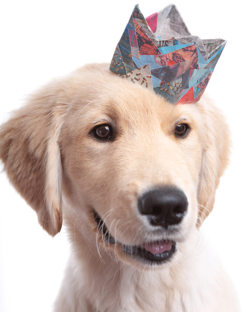 Pet portrait photo of a Golden Retriever Puppy wearing a tiny paper crown made from colorful scraps of blue and red newsprint.