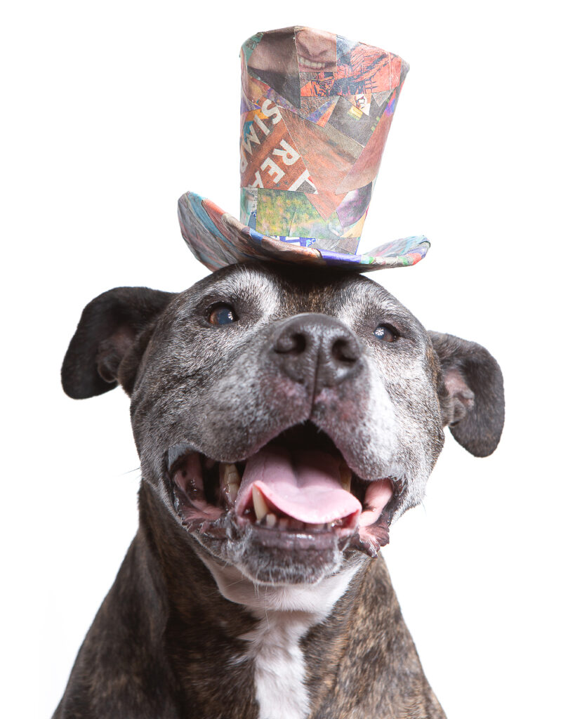 Photo of a senior Boxer mix pup wearing a colorful top hat made from upcycled scraps of newspaper.