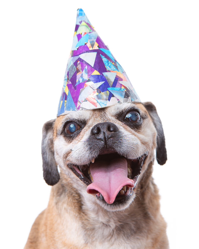 Photo of smiling senior pug wearing a colorful birthday hat.