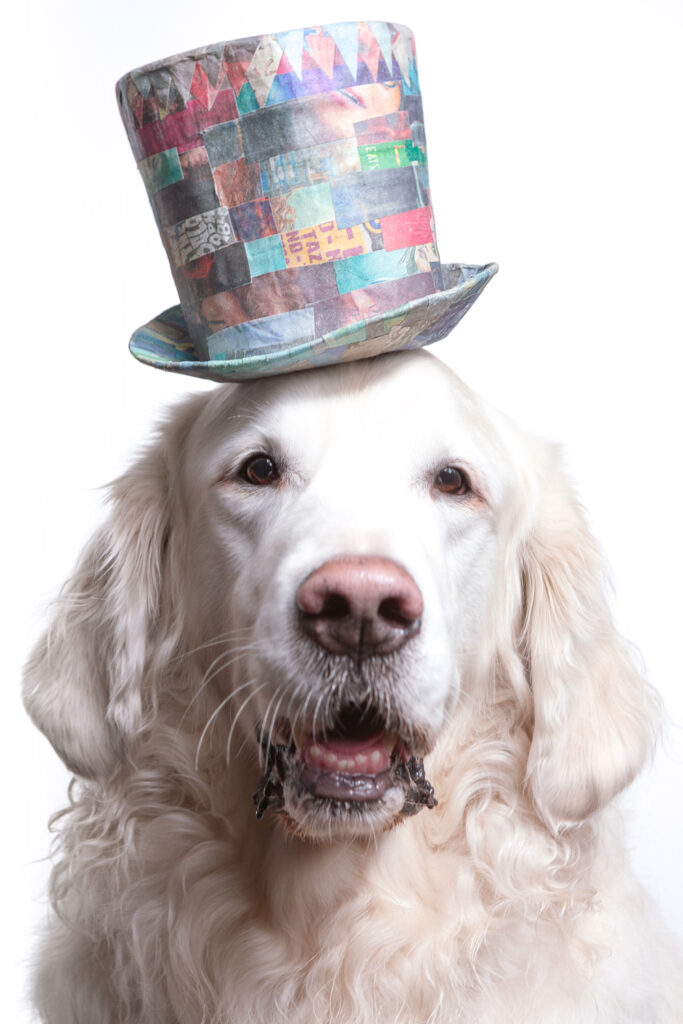 Custom pet portrait of a senior English Golden Retriever wearing a colorful top hat made from upcycled triangle shape scrapes of newsprint, painstakingly organized into an intricate geometrical pattern. Photographed at the Puptrait Studio in Baltimore, Maryland.