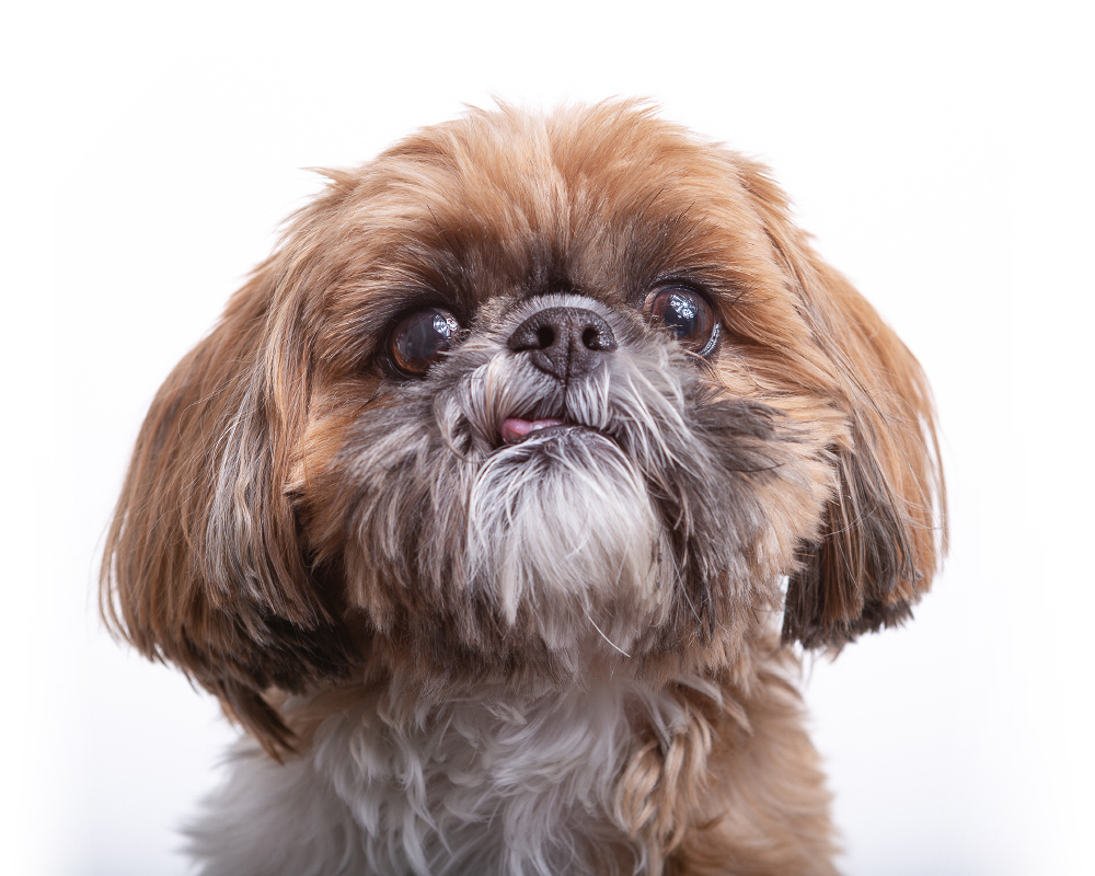 Closeup Shih Tzu pet portrait photographed against a white background at the Puptrait Studio in Baltimore, Maryland.