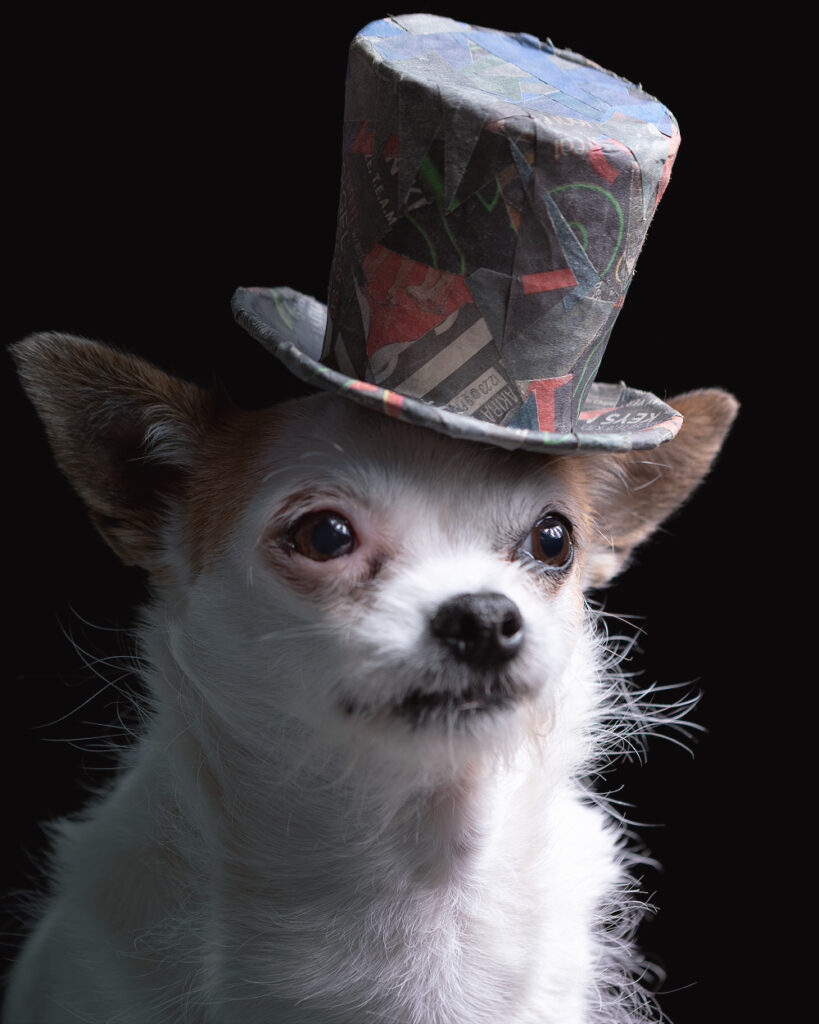 Photo portrait of a white house mix small breed pup with a broken coat wearing a fun little top hat.