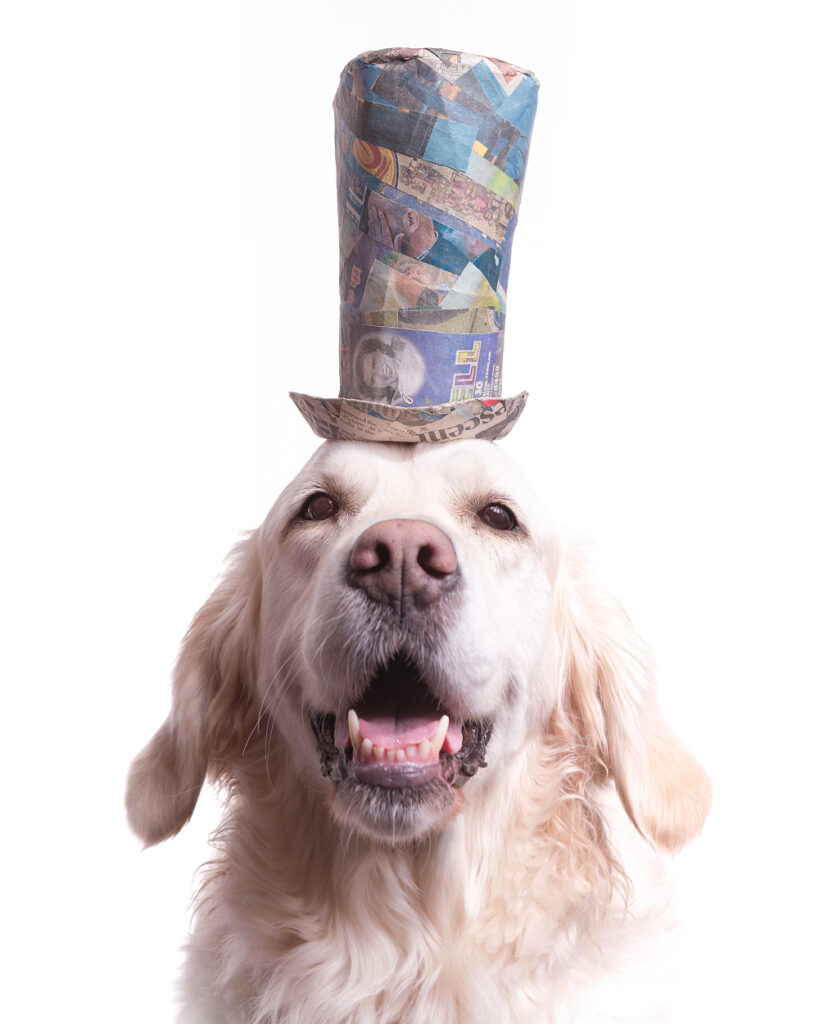 Fancy pet portrait of an English Golden Retriever wearing a comically tall blue and green striped top hat made from upcycled paper materials. Photographed at the dog friend Puptrait Studio in Baltimore, Maryland.