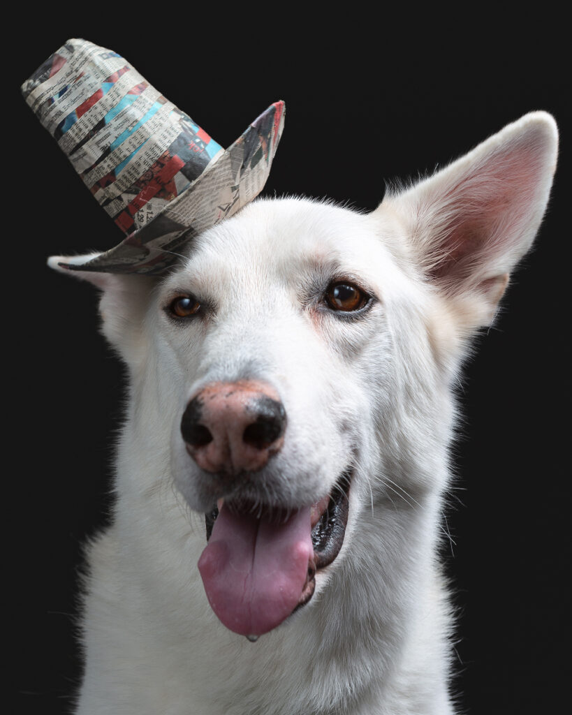 Pet portrait taken at Washington D.C.'s premier dog friendly photography studio, the Puptrait Studio. Featuring a white German Shepherd wearing a striped Stetson Hat made from upcycled newspaper.
