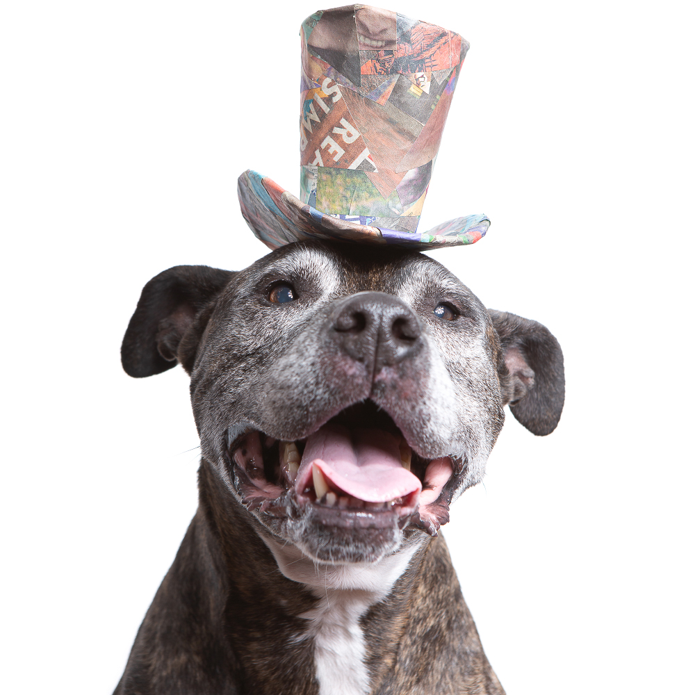 Fancy pet portrait from a photo of a senior pit bull taken at the Puptrait Studio in Baltimore, Maryland.