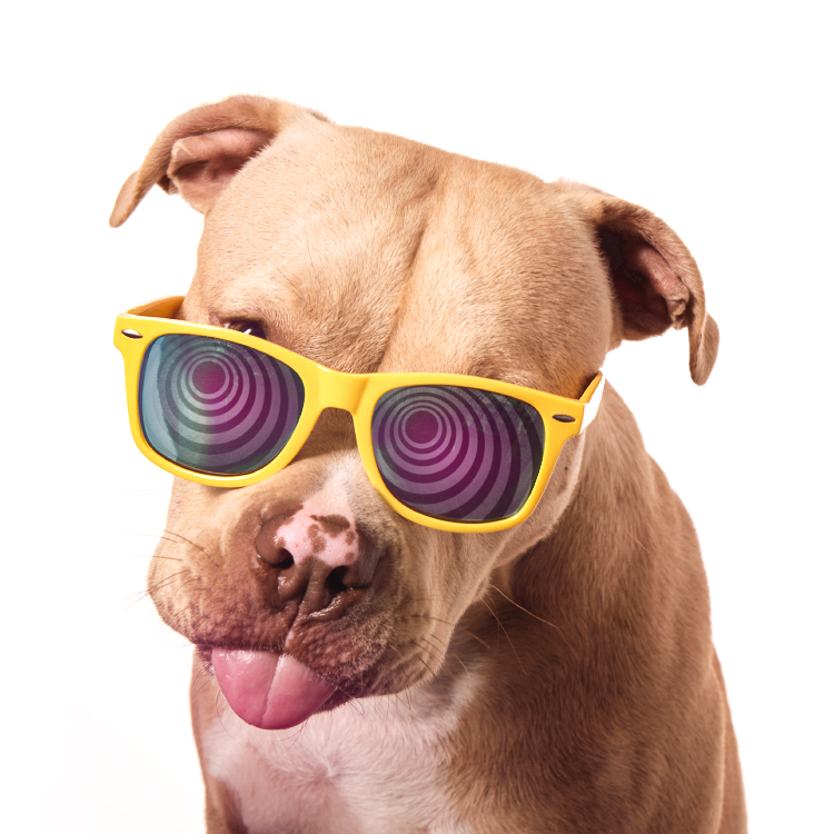 Portrait of a smiling pit bull puppy wearing sunglasses, photographed at the Puptrait Studio, Maryland and Washington D.C.'s favorite dog friendly photo studio.