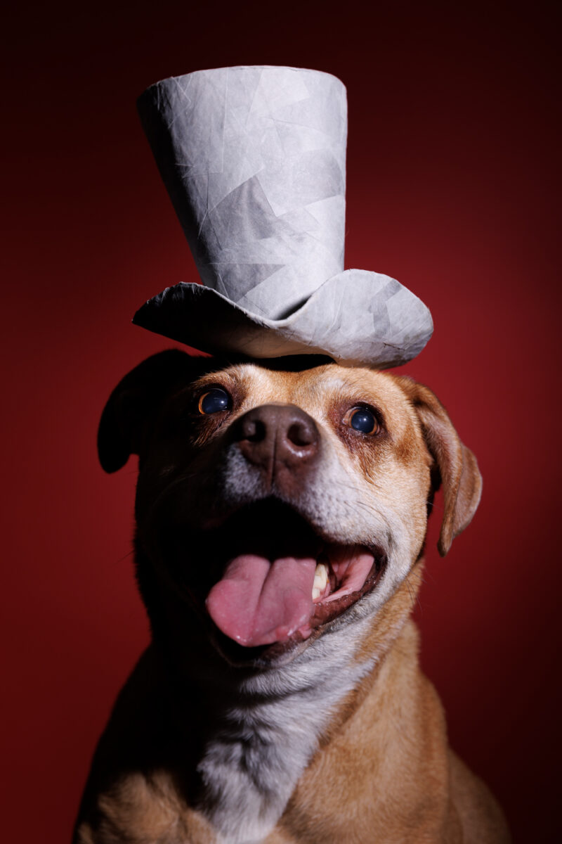 Portrait of a smiling dog wearing a grey top hat in front of a red studio background. Captured at Puptrait, a dog friendly photography studio located in Baltimore, Maryland.