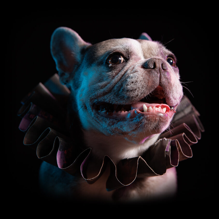 Photo of Pawdme, WWE superstar Johnny Gargano's personal companion dog smiling and wearing an Elizabethan style ruff collar made from upcycled materials. Photographed at the Puptrait Studio, a dog friendly photo studio in Baltimore, MD.