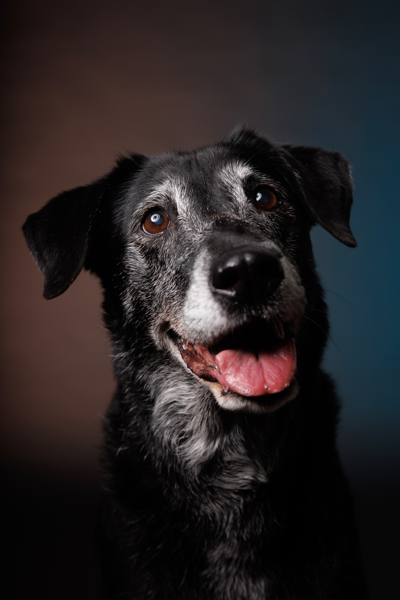 Africanis Lab Mix Olivia the Black Lab Mix - Puptrait | Studio Pet + Portrait ...